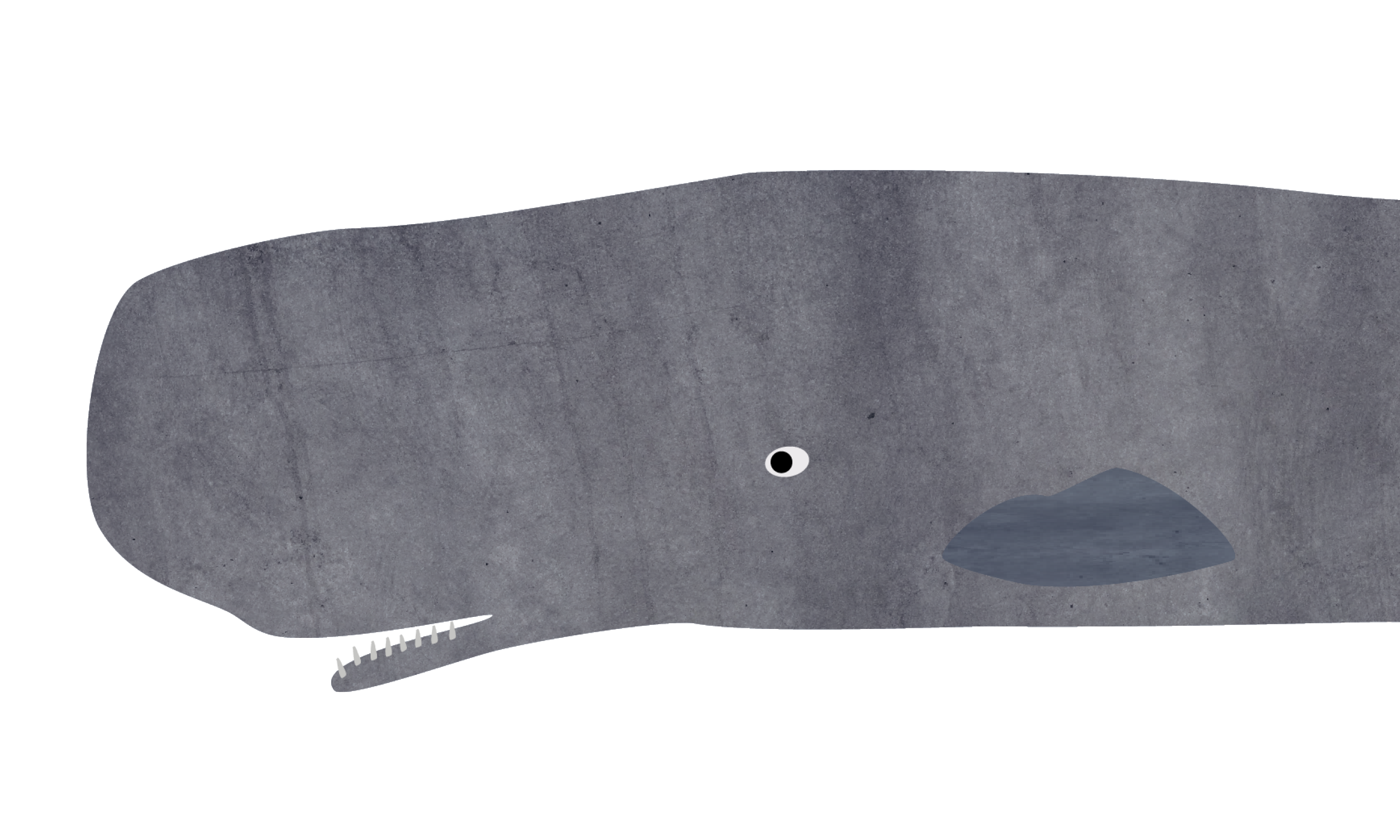 Illustration of a sperm whale