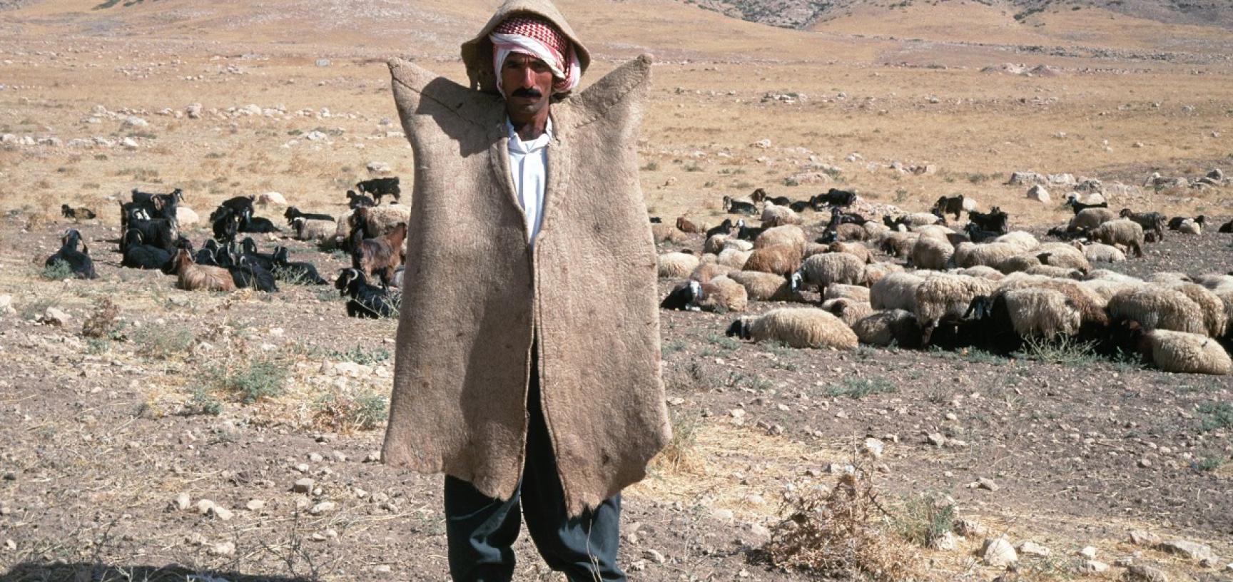 Kurdish shepherd 