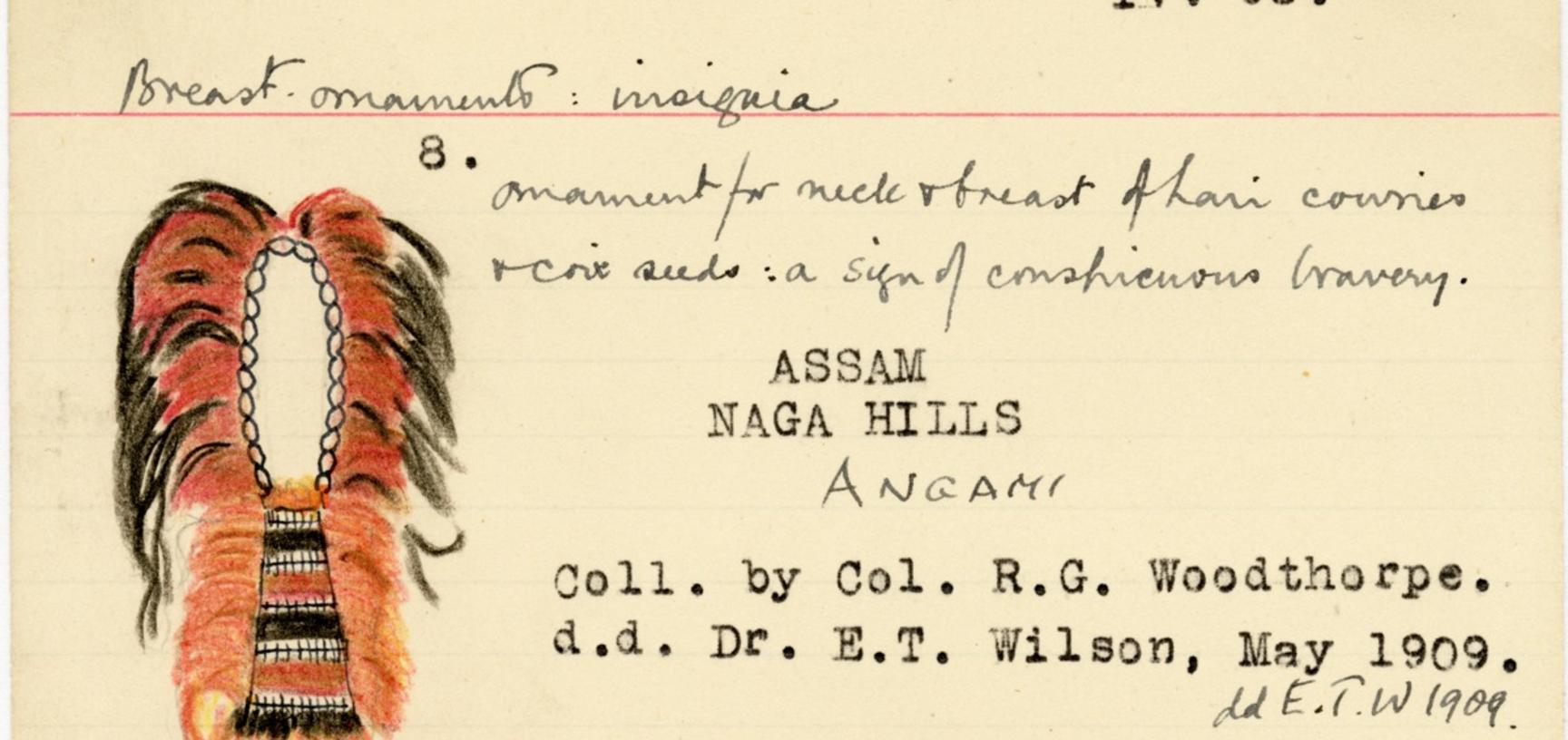 Catalogue index card for an Angami Naga neck and breast ornament: ‘Ornament for neck & breast of hair[,] cowries & coix seeds: a sign of conspicuous bravery.’