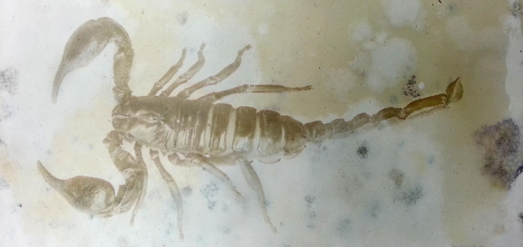 Gelatin silver print showing a species of scorpion. (Copyright RD3 Project/Rikuzentakata City Museum)