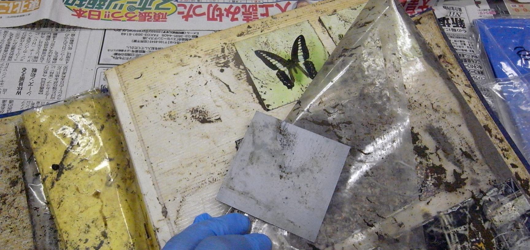 Removing prints from a damaged album. (Copyright RD3 Project/Rikuzentakata City Museum)