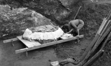 This photograph shows the famous Tabun Neanderthal skeleton being prepared for removal from the site for further study. 1932. (Copyright Pitt Rivers Museum, University of Oxford. Accession Number: 1998.294.344)