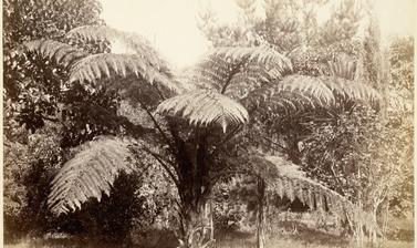 Tree fern (Dicksonia squarrosa) and other vegetation. Photograph by Alfred Burton for the Burton Brothers studio (Dunedin). New Zealand. Circa 1885.