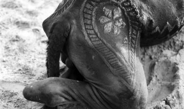 Black and white photograph of the decoration on the body of a camel