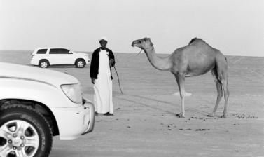 Black and white photograph of two cars, and a man holding a camel