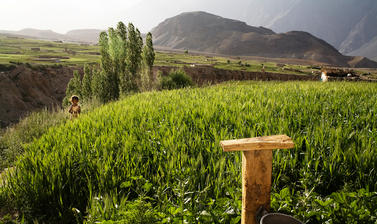 A field of wheat, irrigated by snow-melt from the nearby mountains, grows in front of a Pamiri house. Roshorv, Tajikistan. Photograph by Carolyn Drake. July 2008.