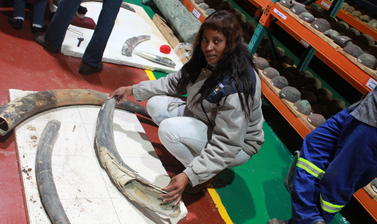 National Museum of Namibia curator Nzila M. Libanda-Mubusisi with one of the elephant tusks during sampling. Photo by: Shadreck Chirikure 