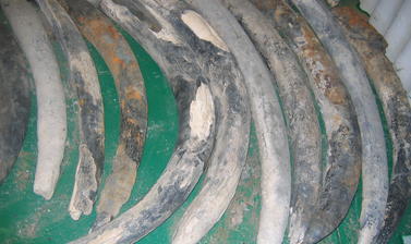 Elephant ivory cargo in the storeroom of the Oranjemund mine. Photo by: Shadreck Chirikure 