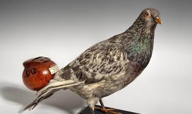 Pigeon whistle, being a type of Aeolian flute; when attached to a flying bird, it formed part of an aerial orchestra.