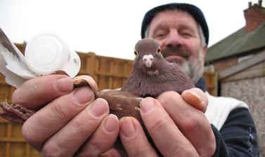 ‘Pigeon Pete’ (Peter Petravicius) is a retired miner/steeple jack/factory worker from Nottingham, with over fifty years of experience as a pigeon-fancier.