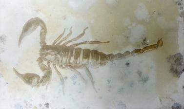 Gelatin silver print showing a species of scorpion. (Copyright RD3 Project/Rikuzentakata City Museum)