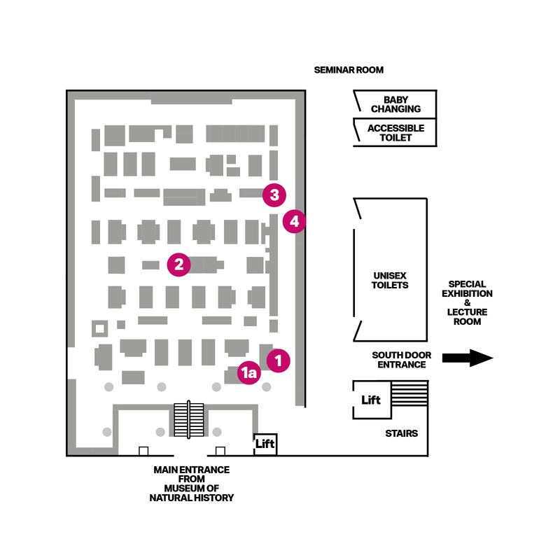 Floor plan of ground floor of museum showing case location and trail stops highlighted with pink spots