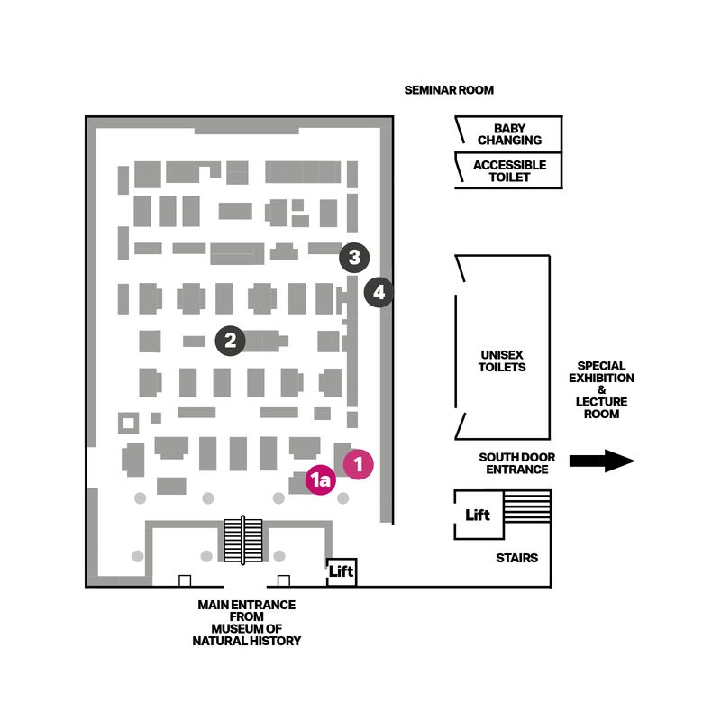 Ground Floor Plan of Pitt Rivers Museum showing display locations and pink spots highlighting trail stops.