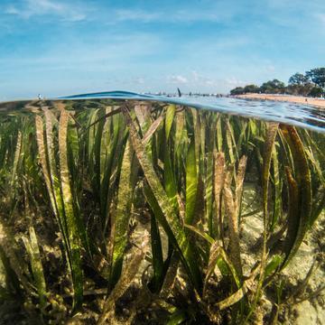 Seaweed below water level