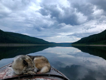 A dog sits curled up on prow of boat on a lake.