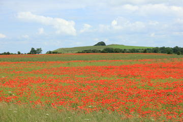 figure 1 poppies roundway down