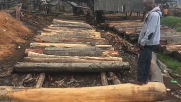 A man stands in front of a row of six-foot-long logs