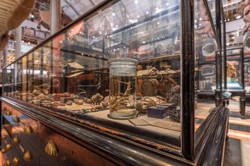 Close up of case display in Pitt Rivers Museum