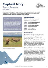 Front page of a teacher's resource about elephants